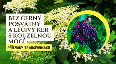 Bez Černý – Posvátný a léčivý keř s kouzelnou mocí